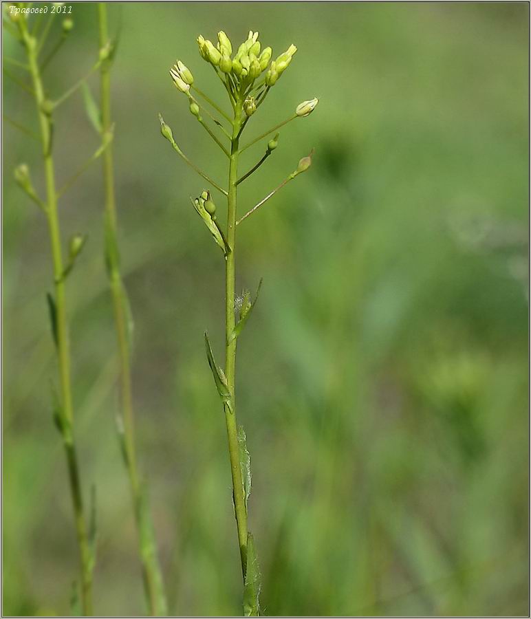 Изображение особи Camelina microcarpa.