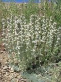 Artemisia caucasica. Побеги с соцветиями. ЮВ Крым, окр. пос. Коктебель, хр. Кучук-Янышар. 8 июня 2011 г.