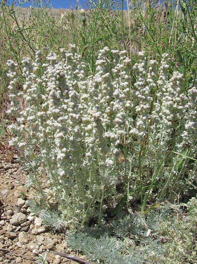 Image of Artemisia caucasica specimen.