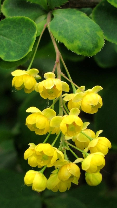 Image of Berberis vulgaris specimen.