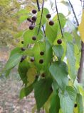 Celtis australis