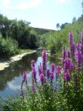 Lythrum salicaria