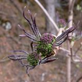 Sambucus sibirica