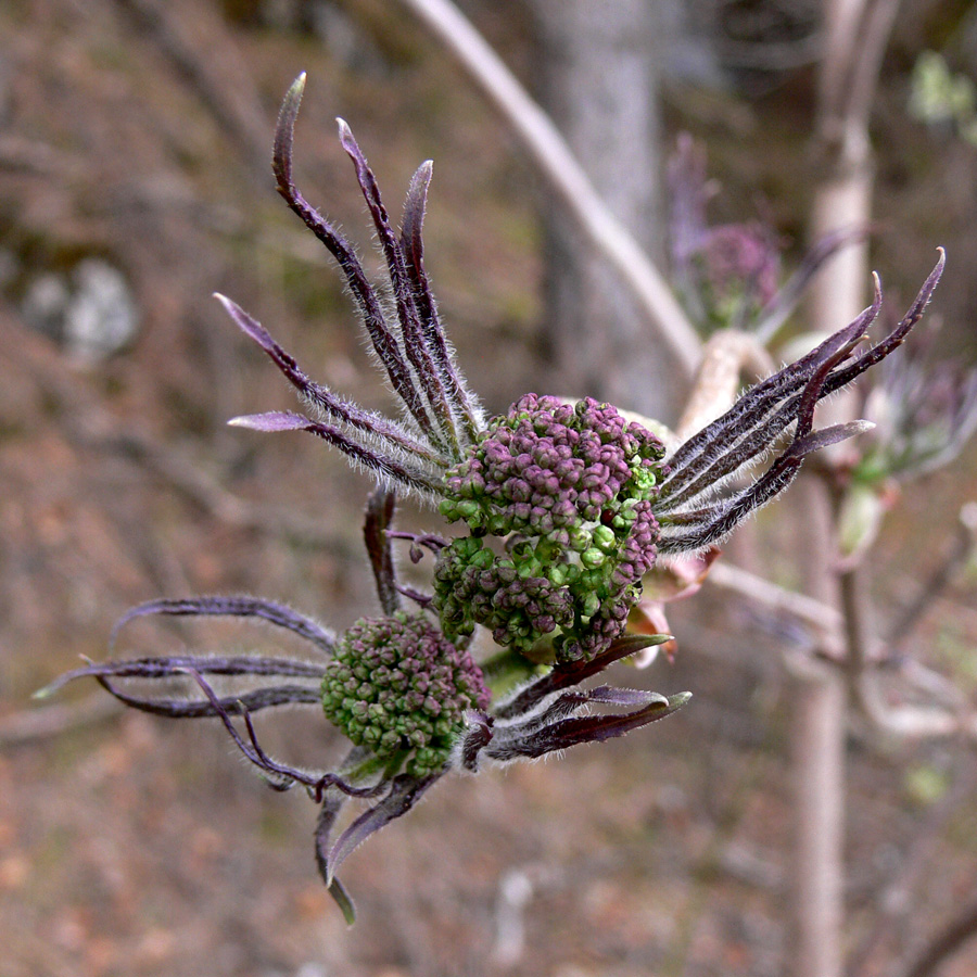 Image of Sambucus sibirica specimen.