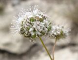 Gypsophila pallasii