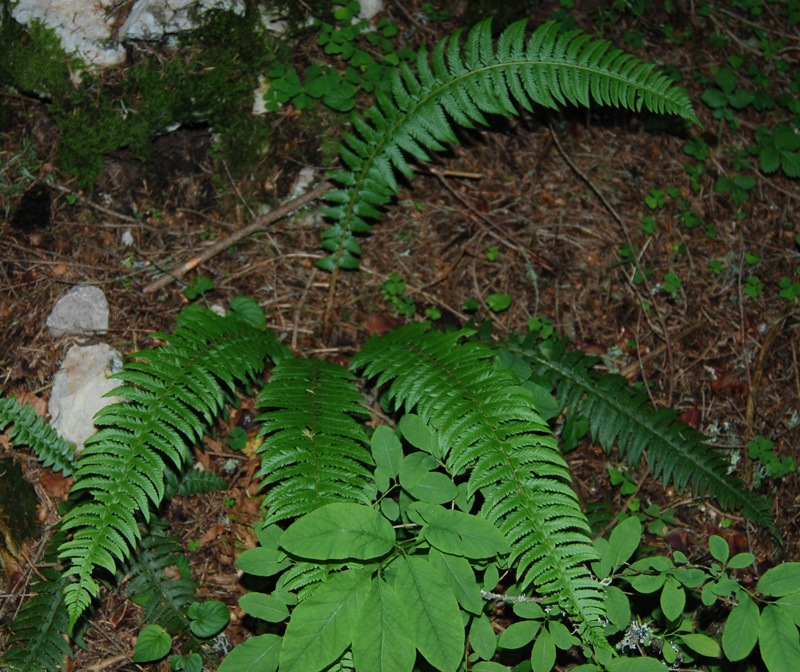 Изображение особи Polystichum lonchitis.