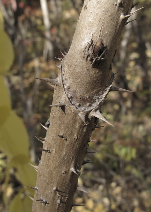 Image of Aralia elata specimen.