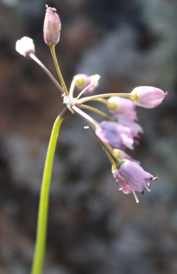 Image of Allium rubens specimen.