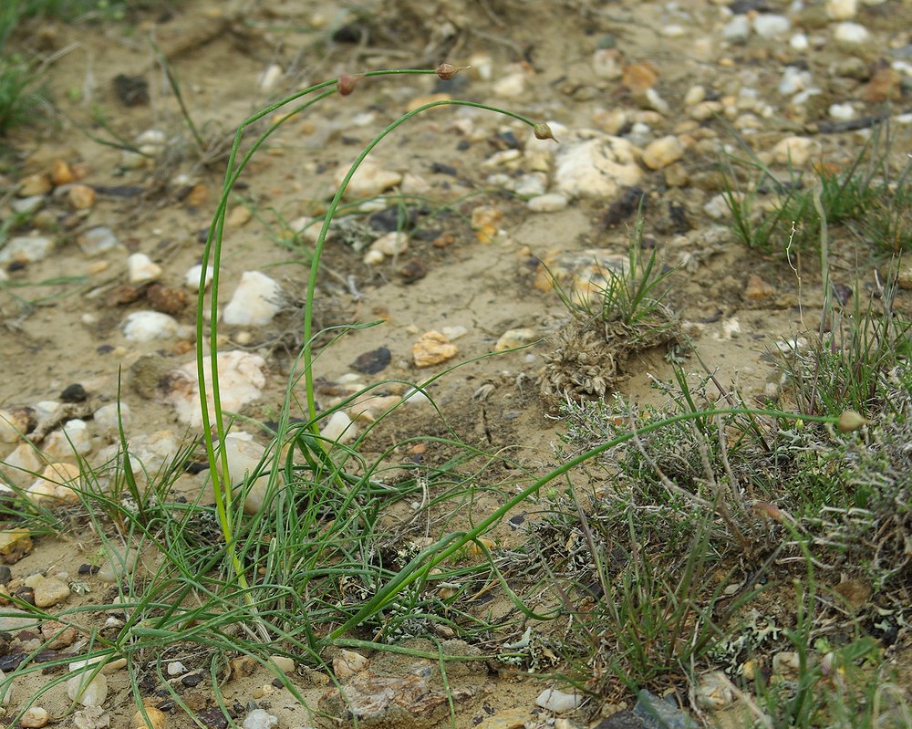 Image of Allium cretaceum specimen.