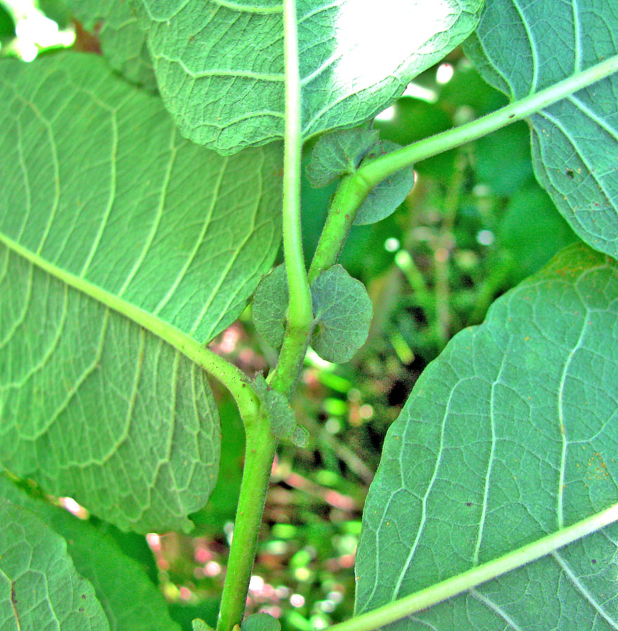 Image of Salix × capreola specimen.