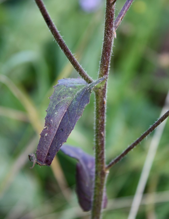 Изображение особи Hesperis sibirica.