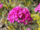 Silene compacta