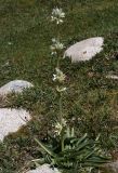 Swertia lactea. Цветущее растение. Таджикистан, Памир, восточнее перевала Кой-Тезек, 4200 м н.у.м. 02.08.2011.