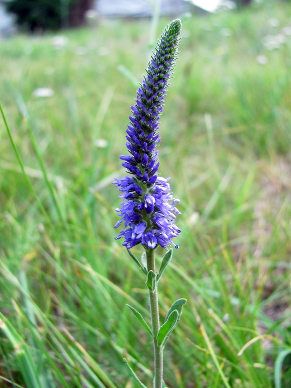 Изображение особи Veronica spicata.