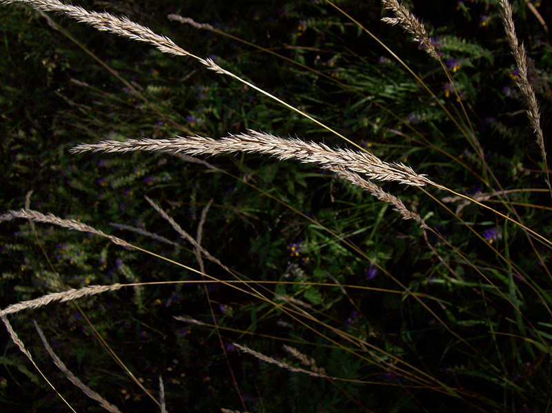 Image of Calamagrostis canescens specimen.