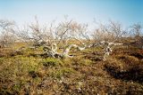 Betula czerepanovii. Березовое криволесье в начале вегетационного периода. Кольский п-ов, лесотундра Восточного Мурмана, окр. пос. Туманный. Июнь 2003 г.