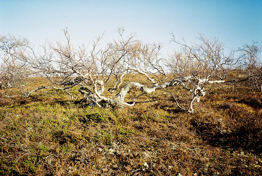 Криволесье. Березовое криволесье. Криволесье в тундре. Betula czerepanovii. Криволесье лесотундры.