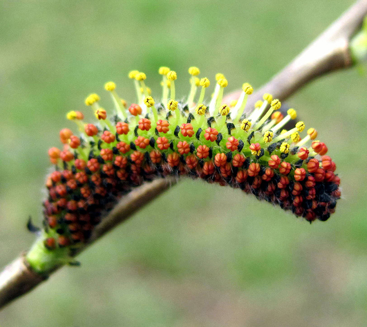 Image of Salix purpurea specimen.