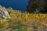 Asphodeline lutea