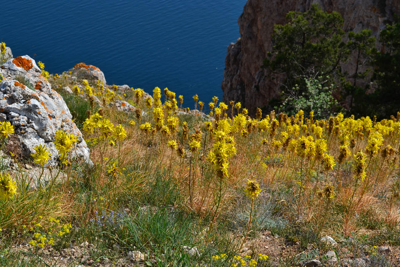 Изображение особи Asphodeline lutea.