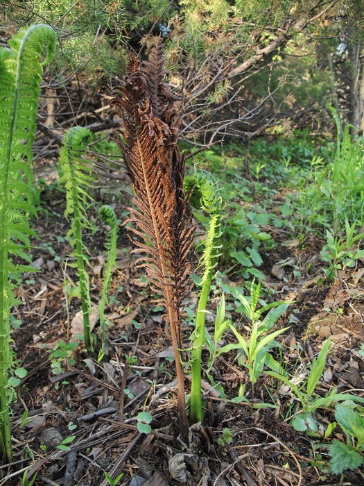 Image of Matteuccia struthiopteris specimen.