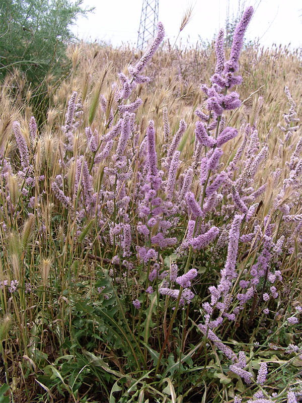 Image of Psylliostachys spicata specimen.