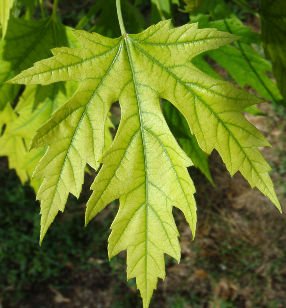 Image of Acer saccharinum specimen.