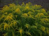 Solidago canadensis. Верхушки цветущих растений. Курская обл., Железногорский р-н, с. Разветье, поле. 3 августа 2007 г.