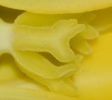 Carica papaya