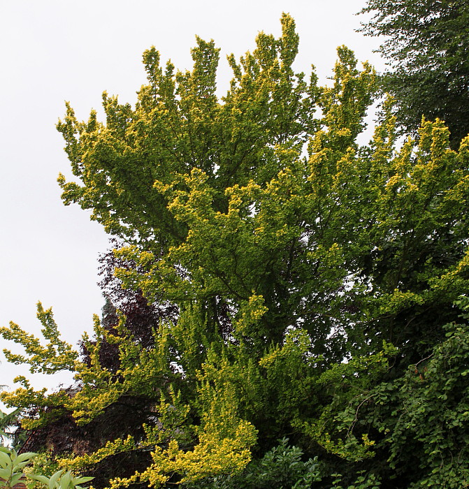 Image of Ulmus minor specimen.