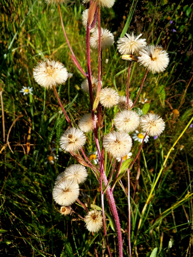 Image of Erigeron acris specimen.