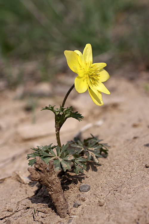 Изображение особи Anemone gortschakowii.