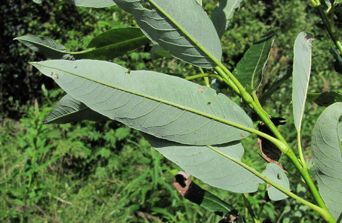 Image of genus Salix specimen.