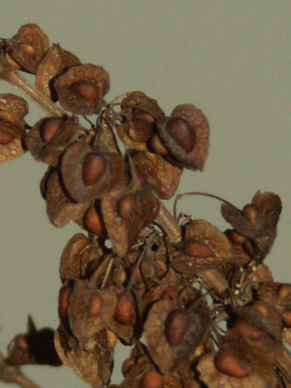 Image of Rumex crispus specimen.