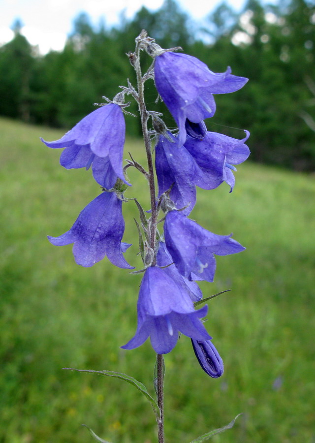 Image of Adenophora tuvinica specimen.