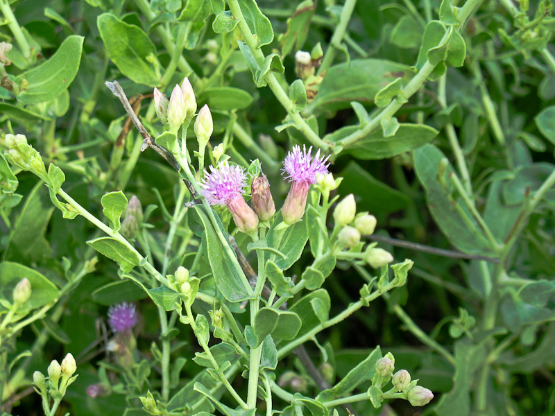 Изображение особи Karelinia caspia.