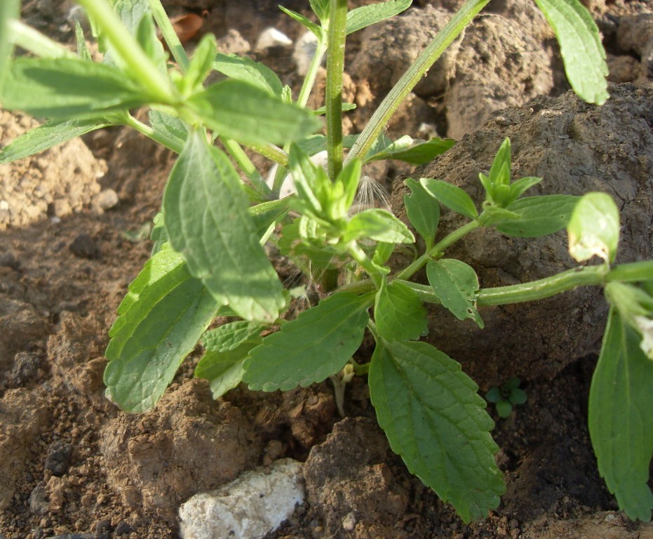 Изображение особи Stachys annua.