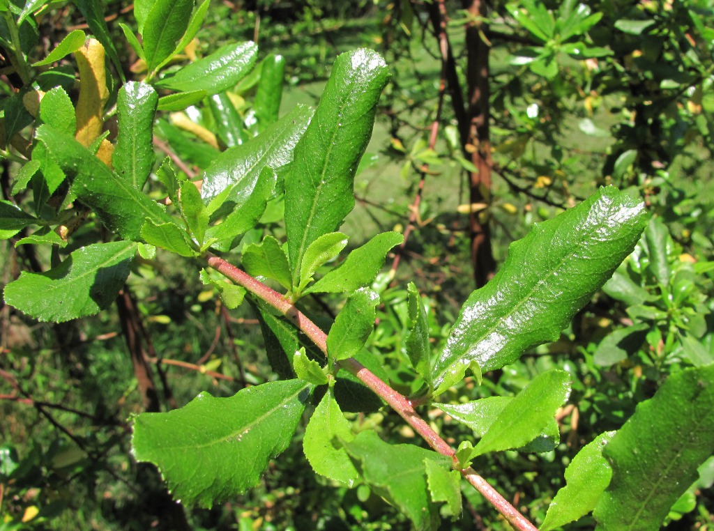 Image of Escallonia glutinosa specimen.