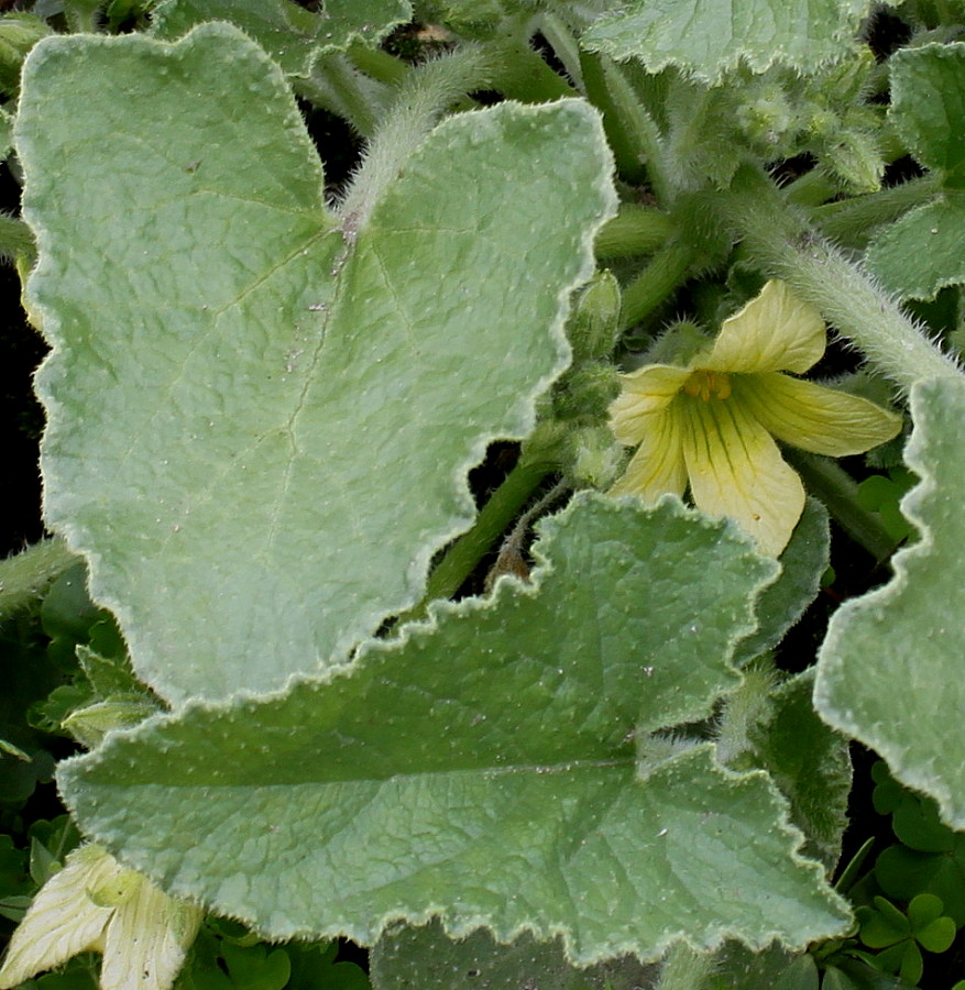 Image of Ecballium elaterium specimen.