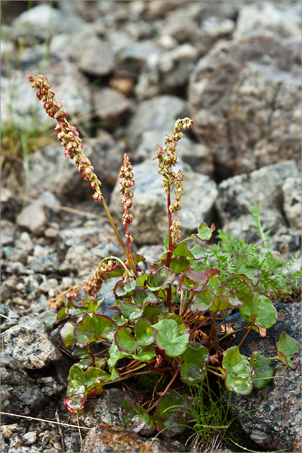 Image of Oxyria digyna specimen.