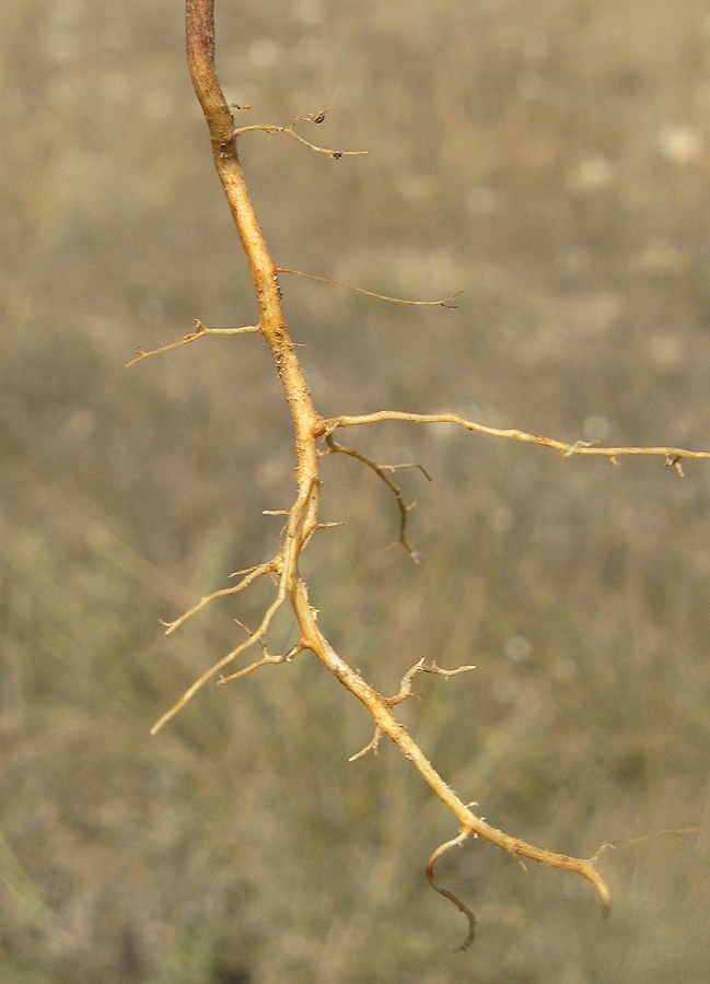 Image of Bupleurum marschallianum specimen.