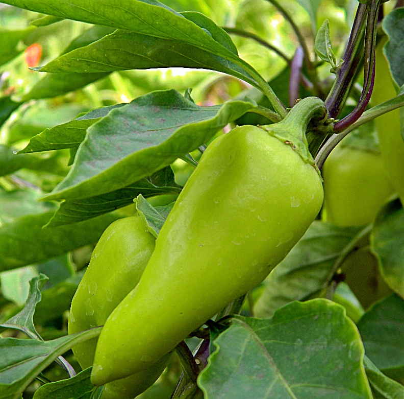 Изображение особи Capsicum annuum.