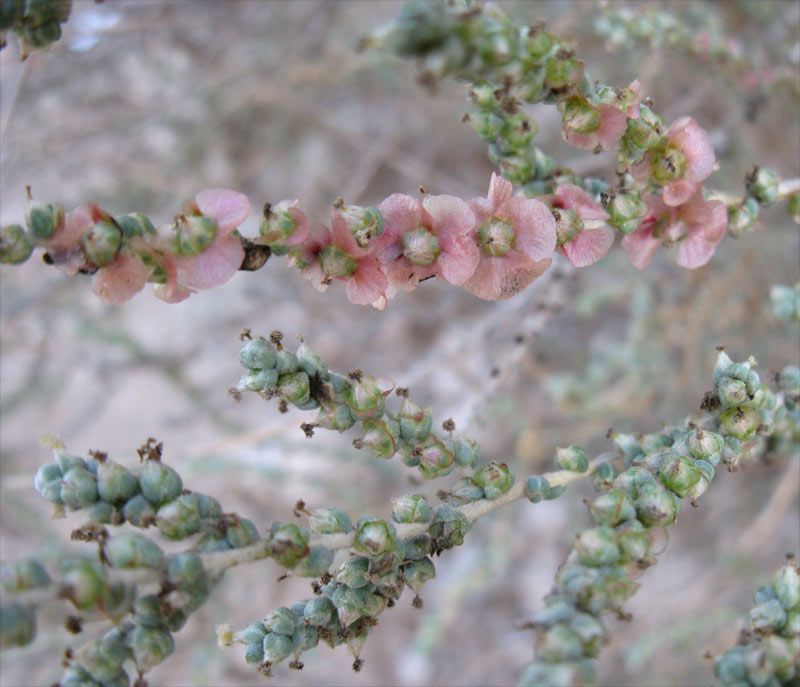 Image of familia Chenopodiaceae specimen.