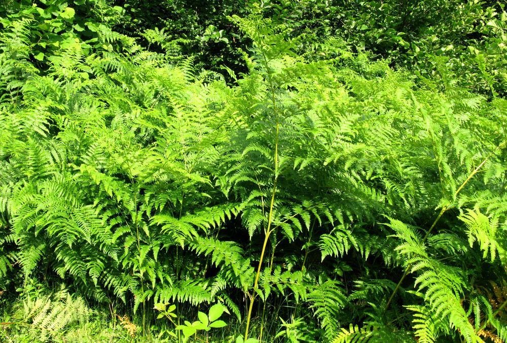 Изображение особи Pteridium aquilinum.