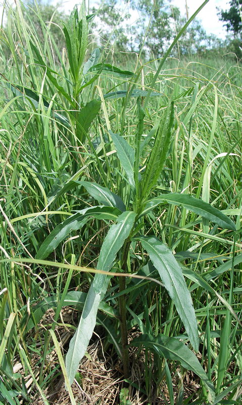 Изображение особи Cirsium setosum.