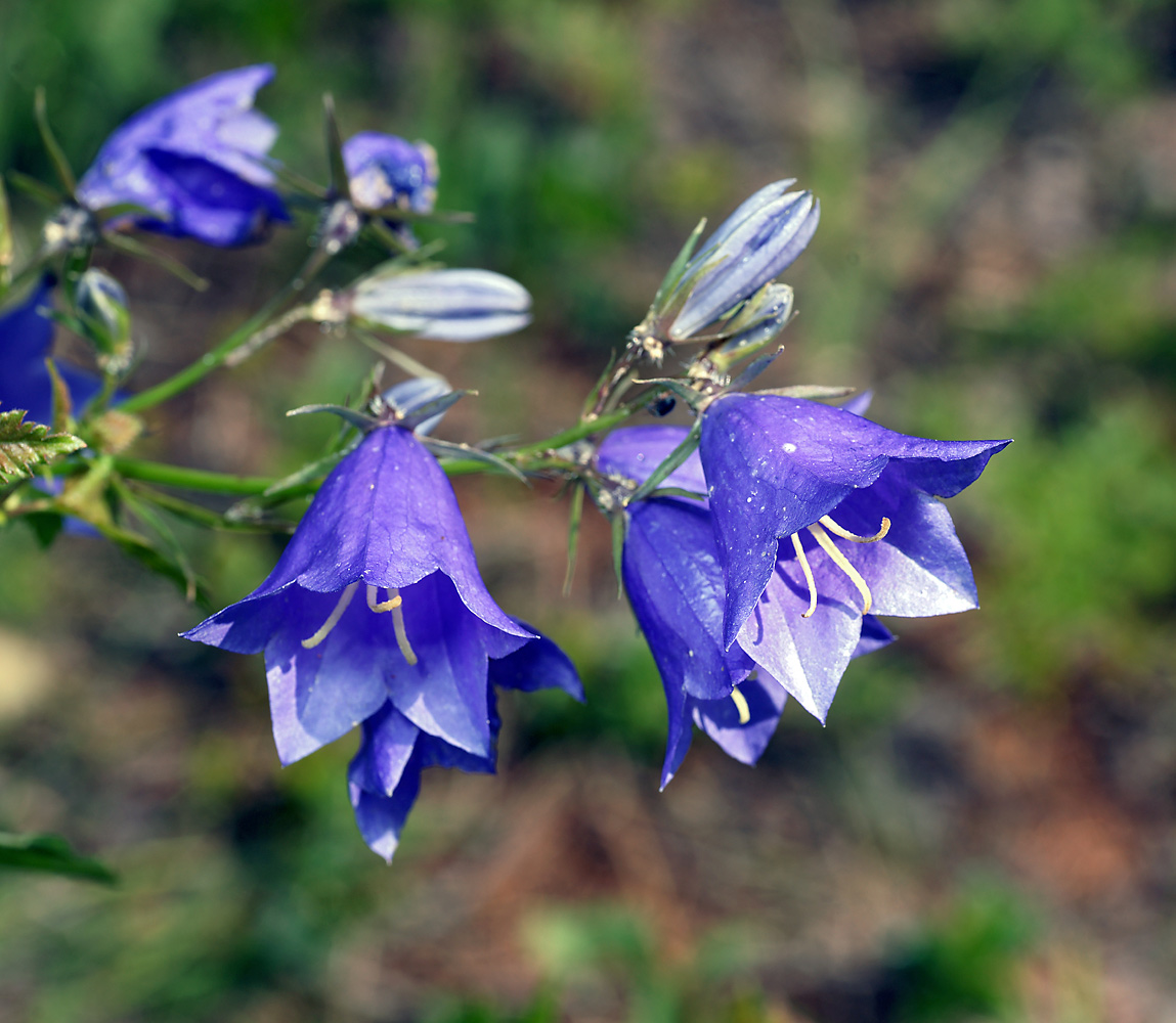 Image of Campanula persicifolia specimen.