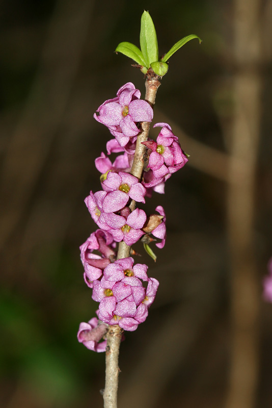 Image of Daphne mezereum specimen.