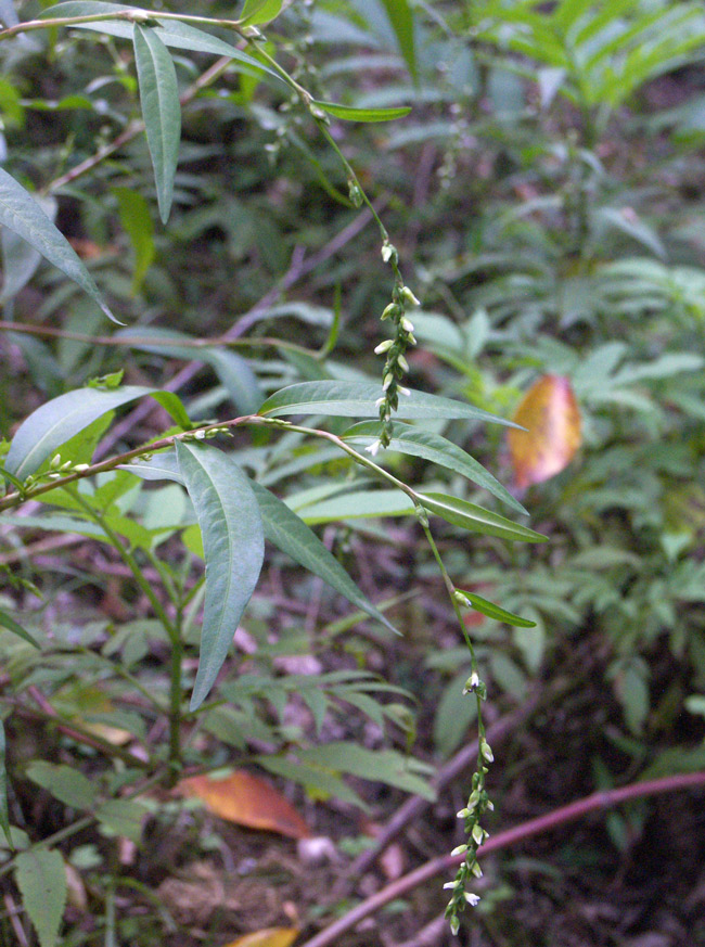 Изображение особи Persicaria hydropiper.