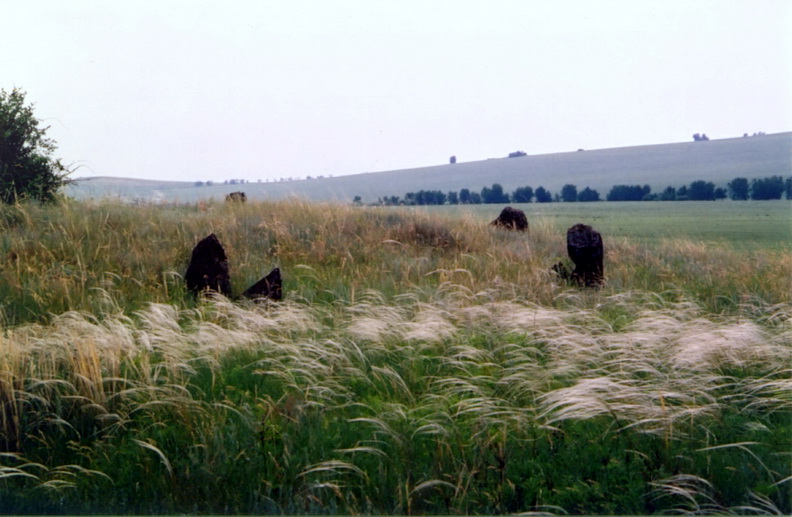 Изображение особи Stipa pennata.