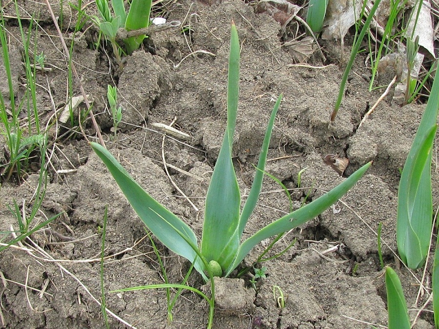 Image of Bellevalia sarmatica specimen.